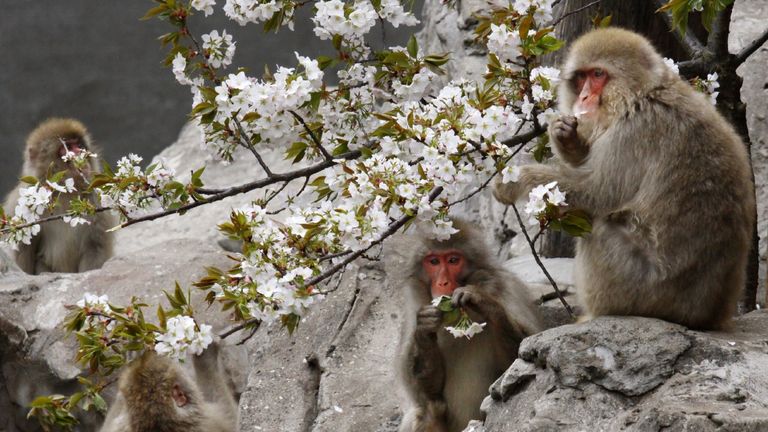 Japanese macaques in cherry blossom
