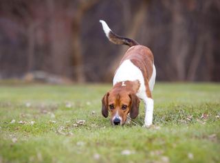 Red and white beagle with nose to the ground