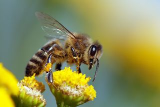 A honeybee collecting nectar/pollen from a flower.