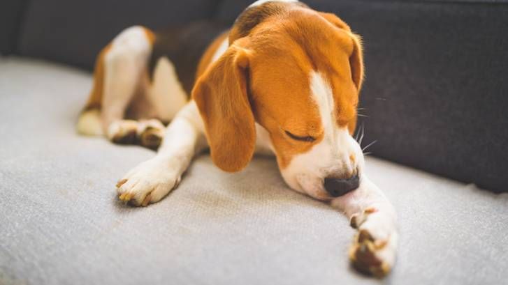 Common beagle food allergies best sale