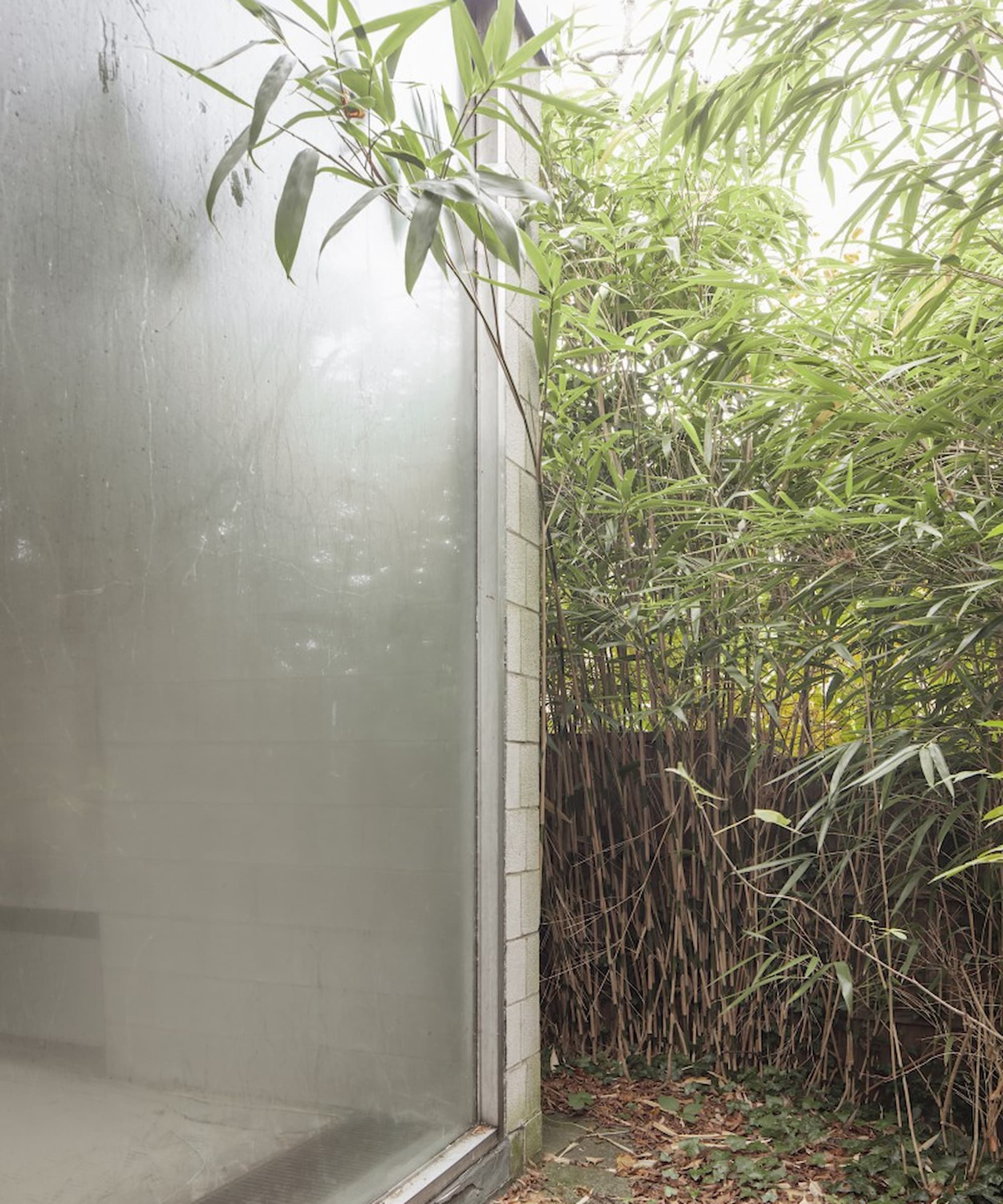 Overgrown bamboo in a garden next to a floor to ceiling window