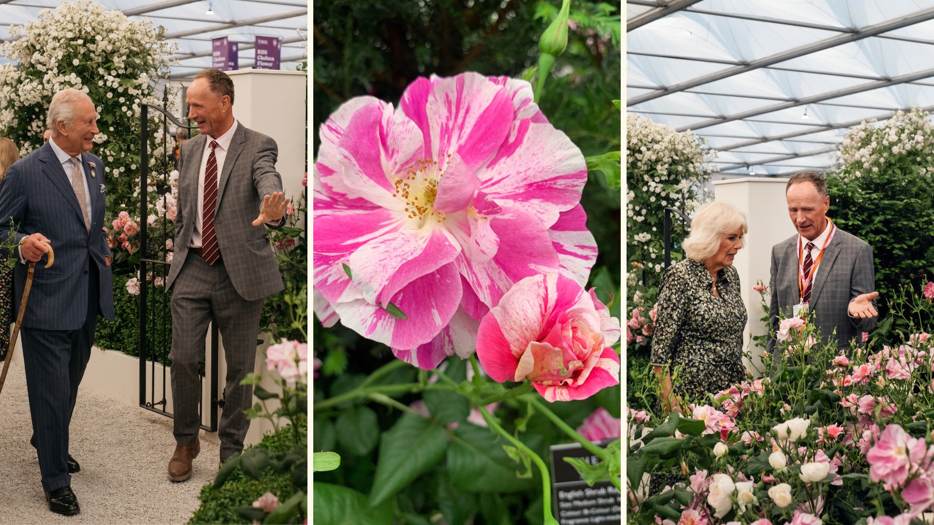 King Charles and Queen Camilla at the RHS Chelsea flower show talking to David Austin to see The king's rose