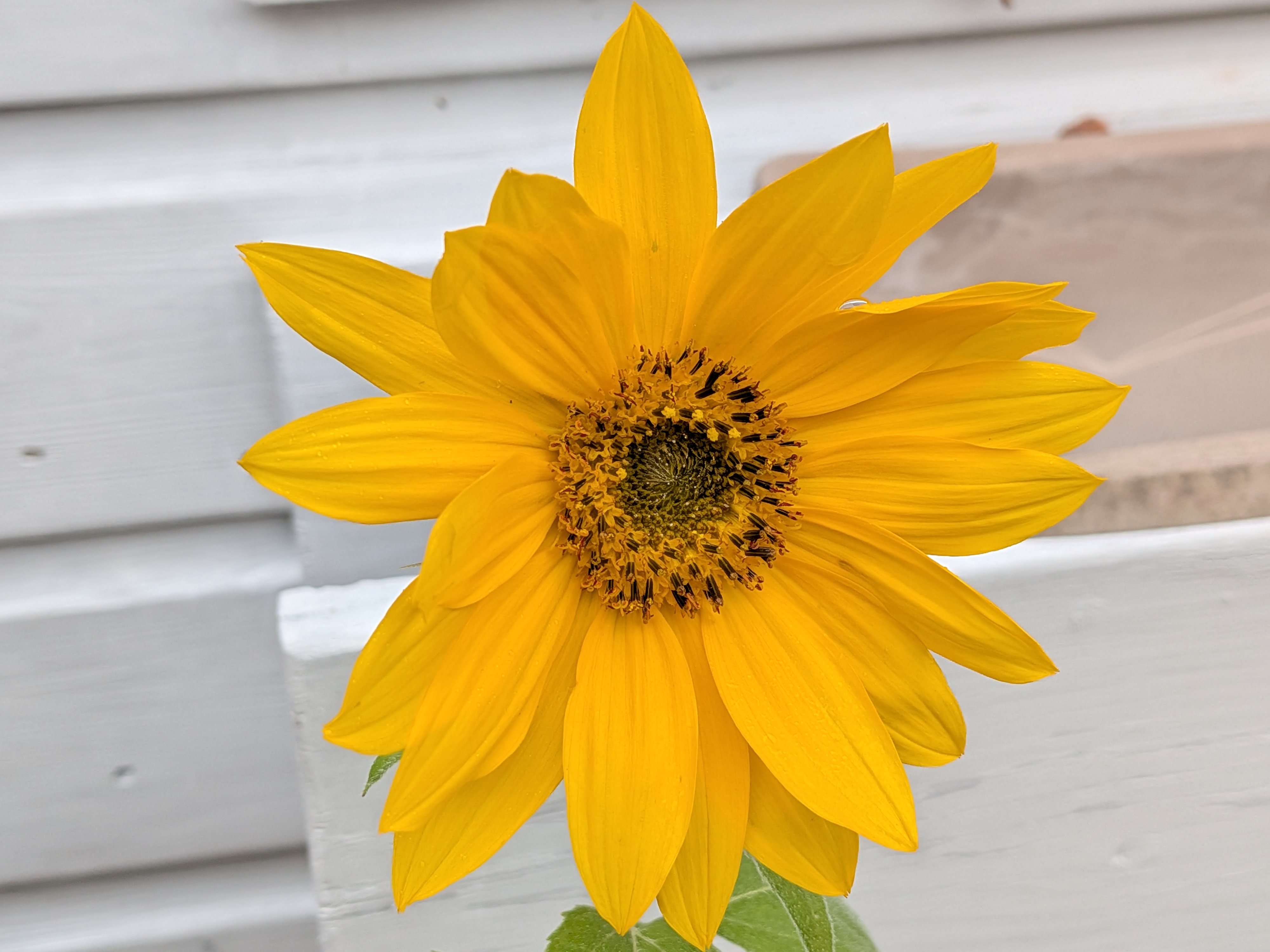 Google Pixel 10 Pro Fold