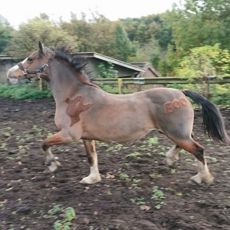“This is my Welsh cob mare Tease (Tymor The Tease) for a Halloween show, sporting the ghostly clip” — Chloe Flynn