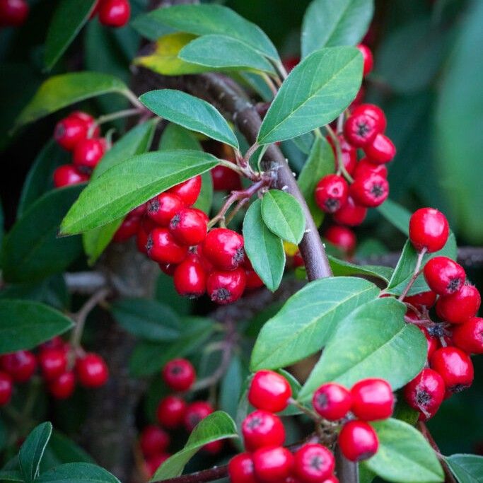 Cotoneaster Hybridus Pendulus