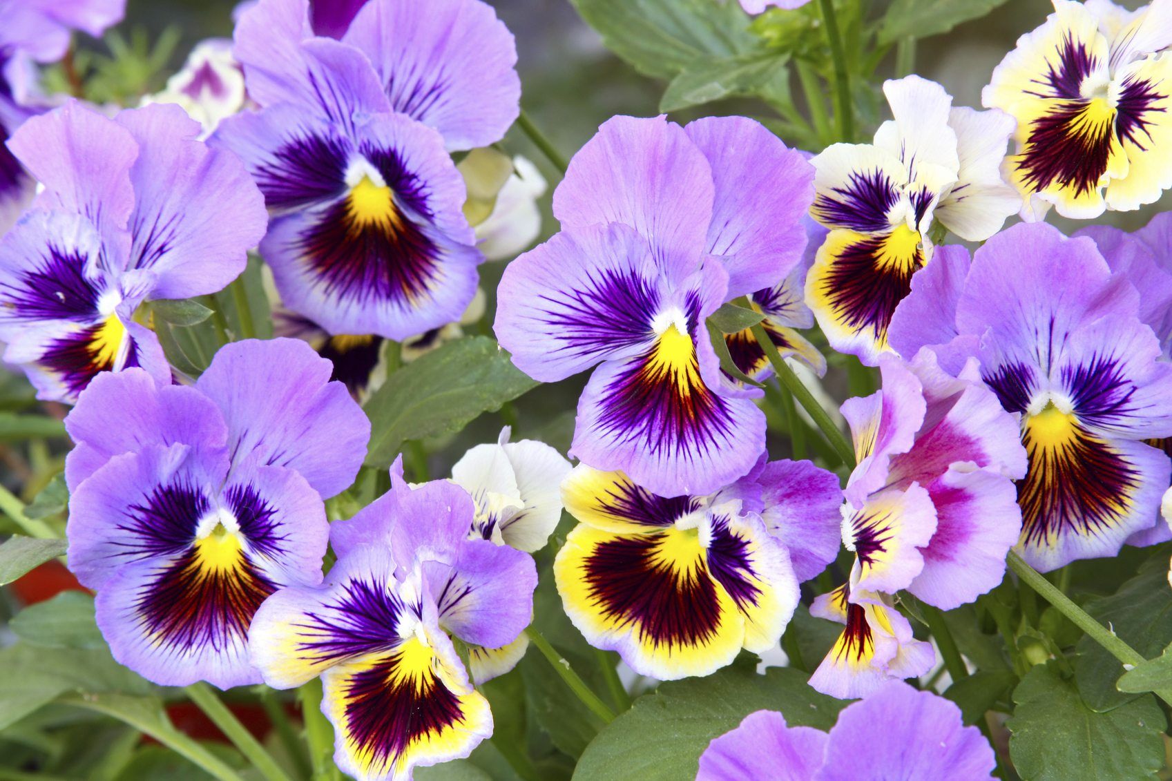 Zone 4 Annuals: Choosing Annuals For Zone 4 Gardens | Gardening Know How