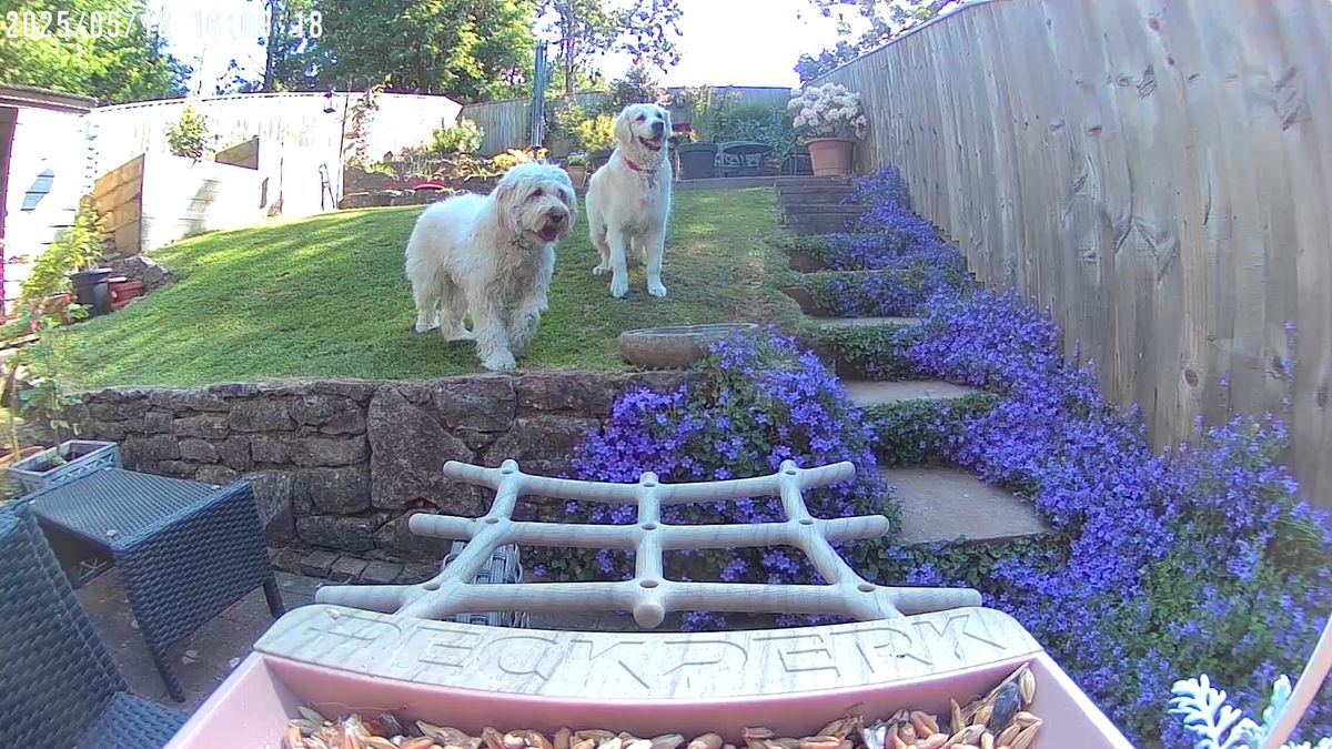 PeckPerk bird camera review