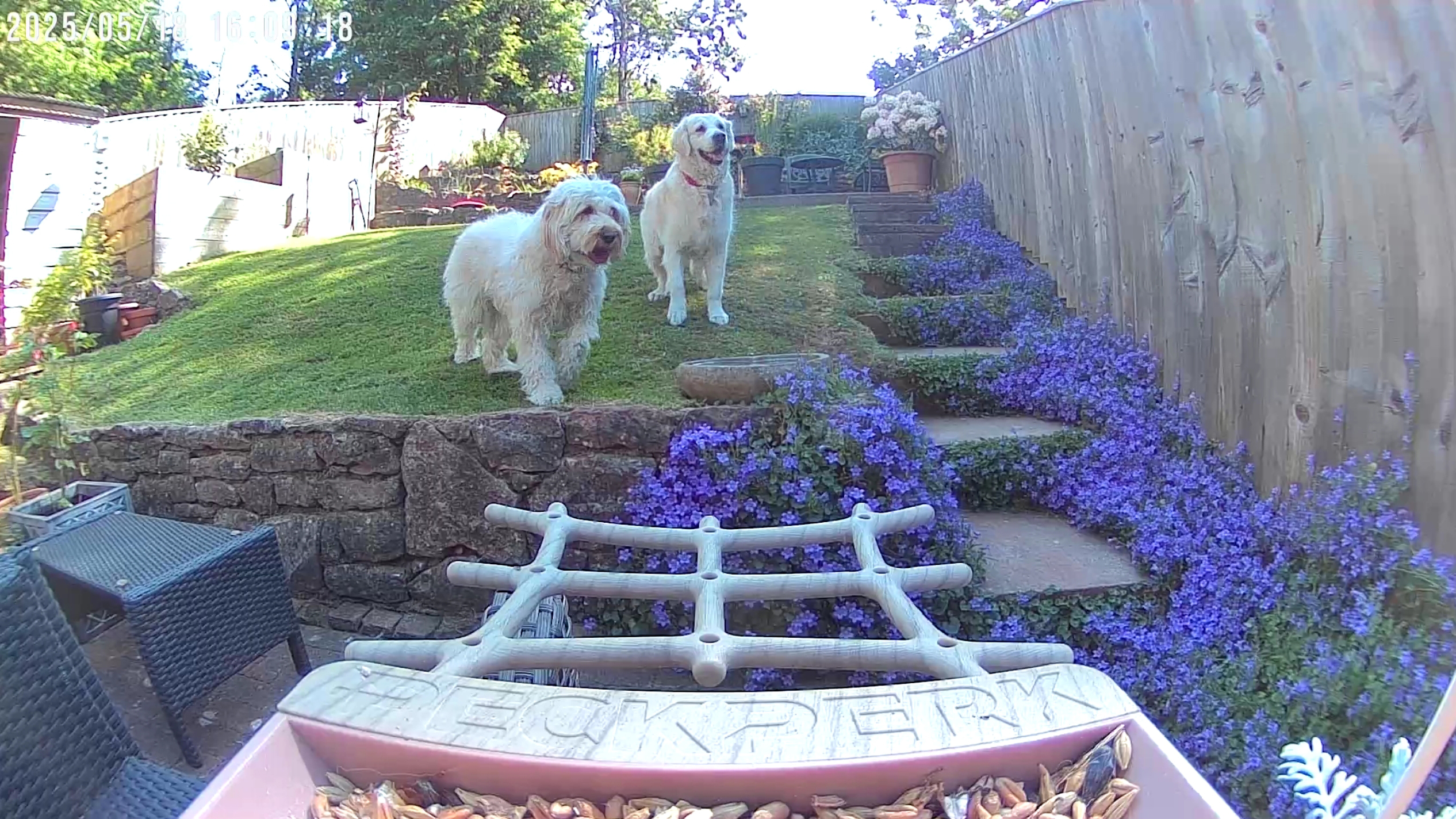 PeckPerk bird camera review