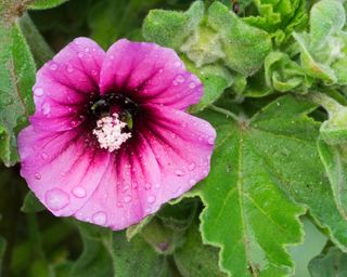 edible weeds tree mallow in full bloom