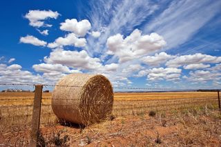 Wheat farming