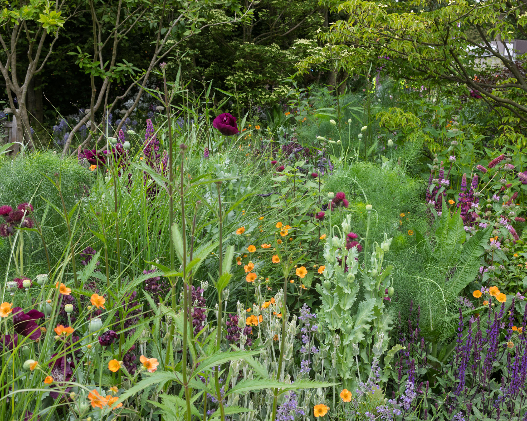 flower garden featuring dark red and orange flowers and lots of foliage, with trees in the background