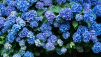 blue hydrangea bush in garden, one of w&h's best shrubs picks