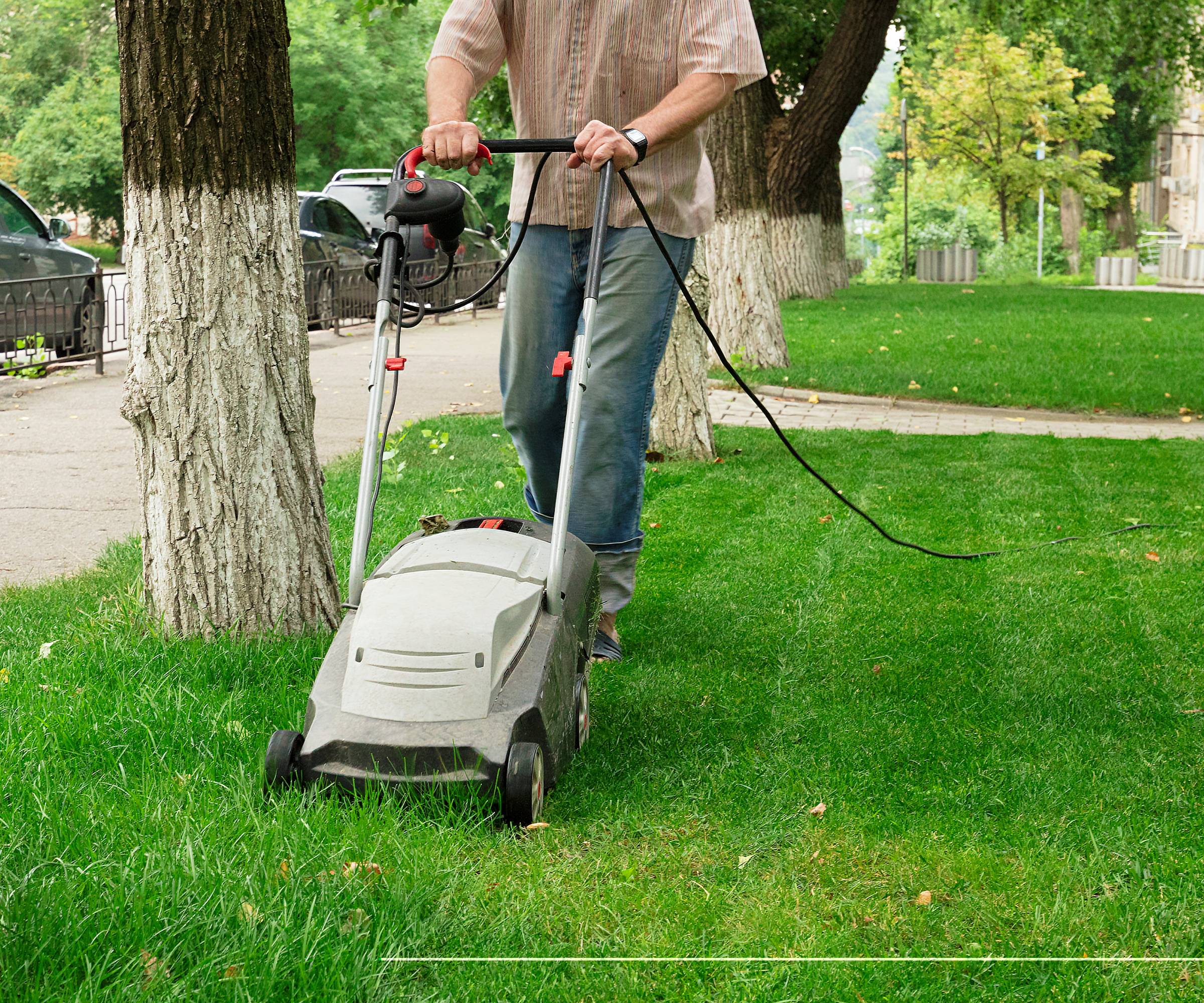 A man mows a lawn next to trees with white painted trunks