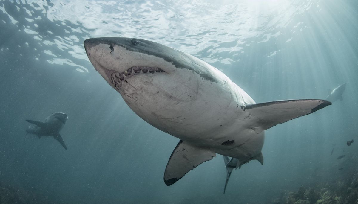 How to watch Shark Week 2020 online: Schedule, Mike Tyson special, more - Tom's Guide