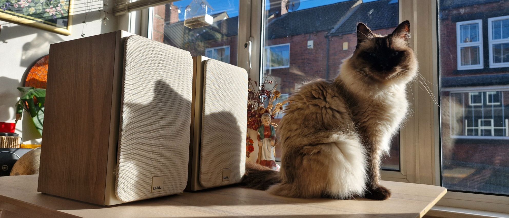 The Dali Sonik 1 bookshelf passive speakers, on a wooden surface, in front of a window overlooking a street and next to a cat.