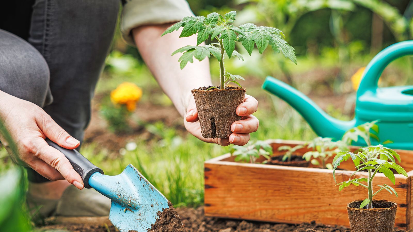 Gardener plants tomato seedlings into garden bed