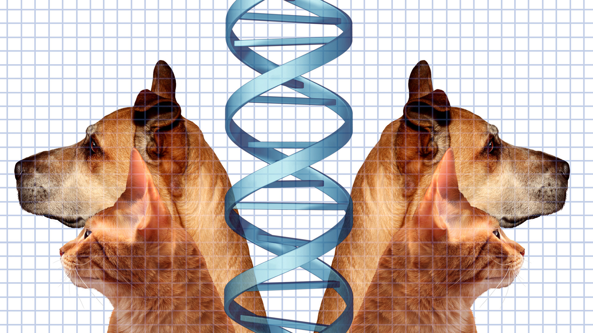 A large tan dog sits next to a small orange cat with a double helix behind them. The image is mirrored and there's a blue and white grid behind everything.