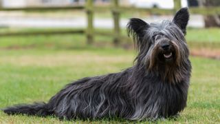 Skye Terrier portrait