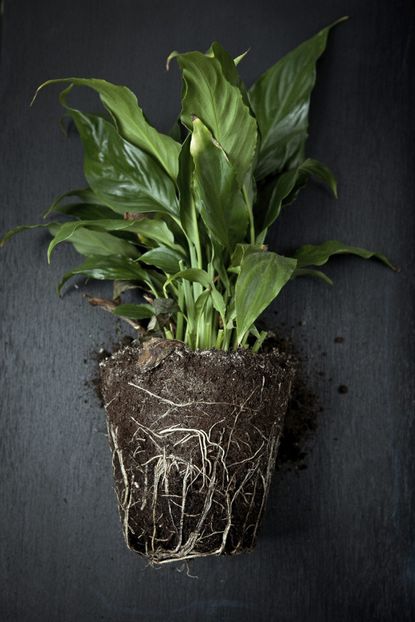 Uprooted Peace Lily Plant