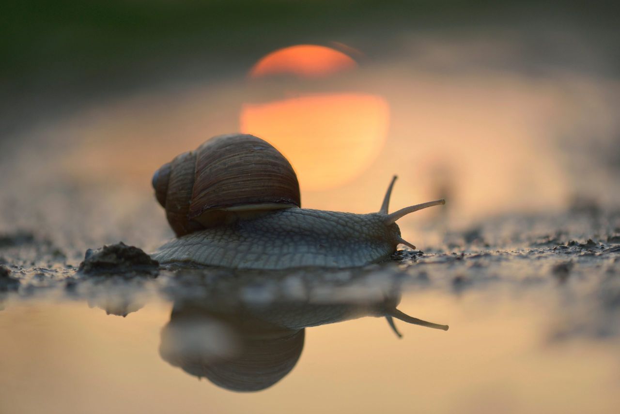 Burgundy Snail at sunset