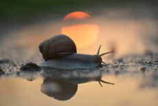 Burgundy Snail at sunset