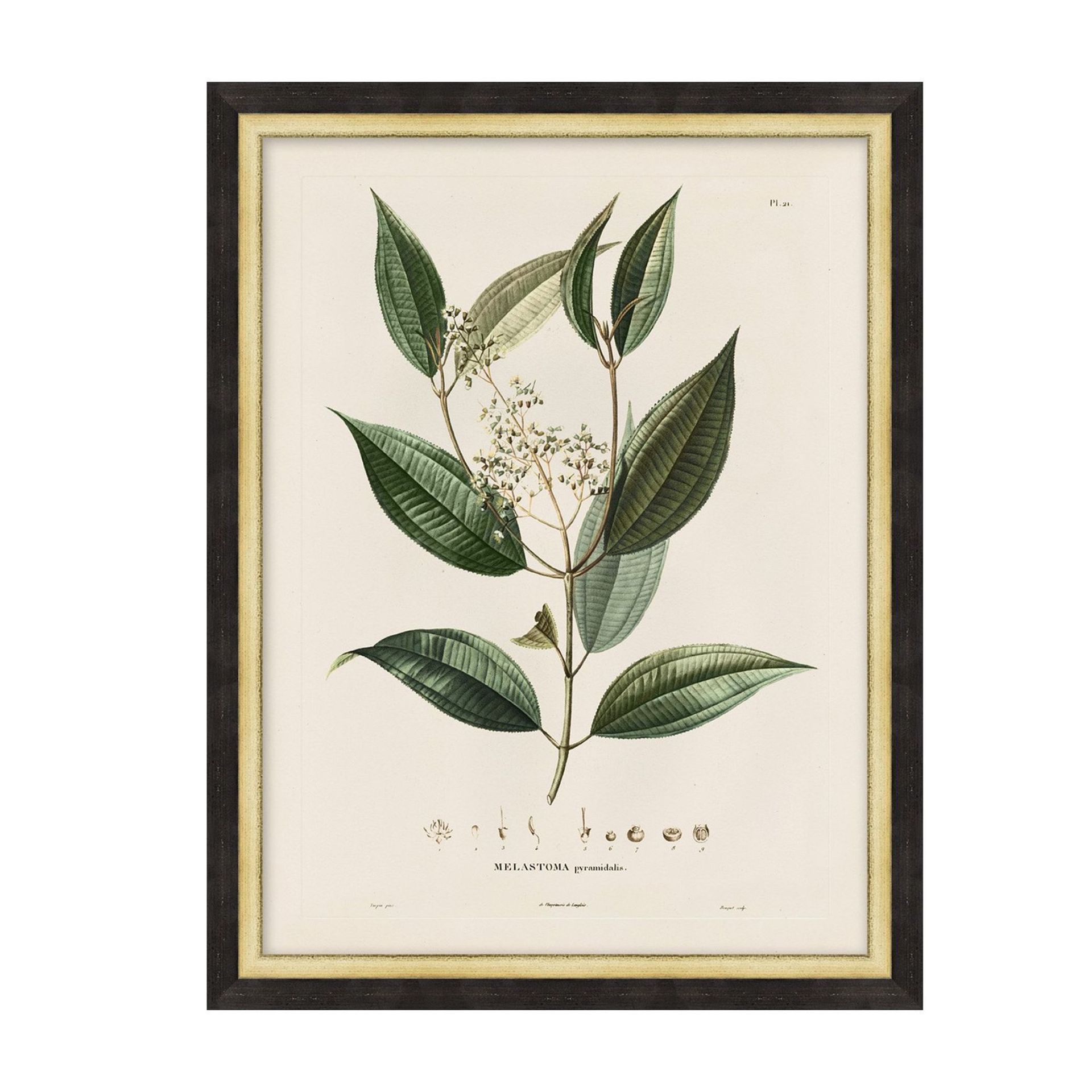 Vintage Botanical Framed Print (1)