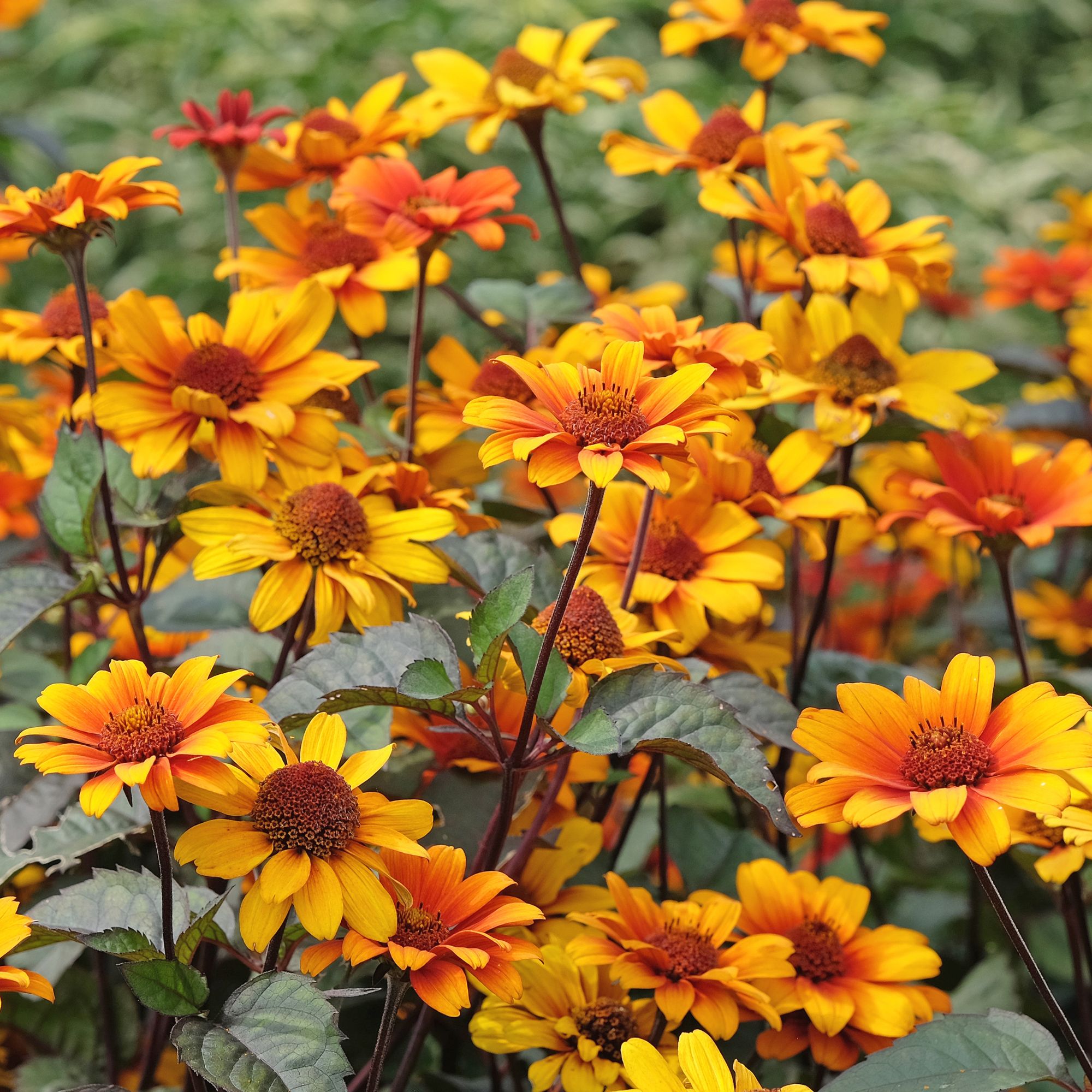 orange heliopsis perennial plant
