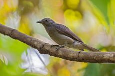 Screaming Piha (Lipaugus vociferans) — the world's loudest bird?