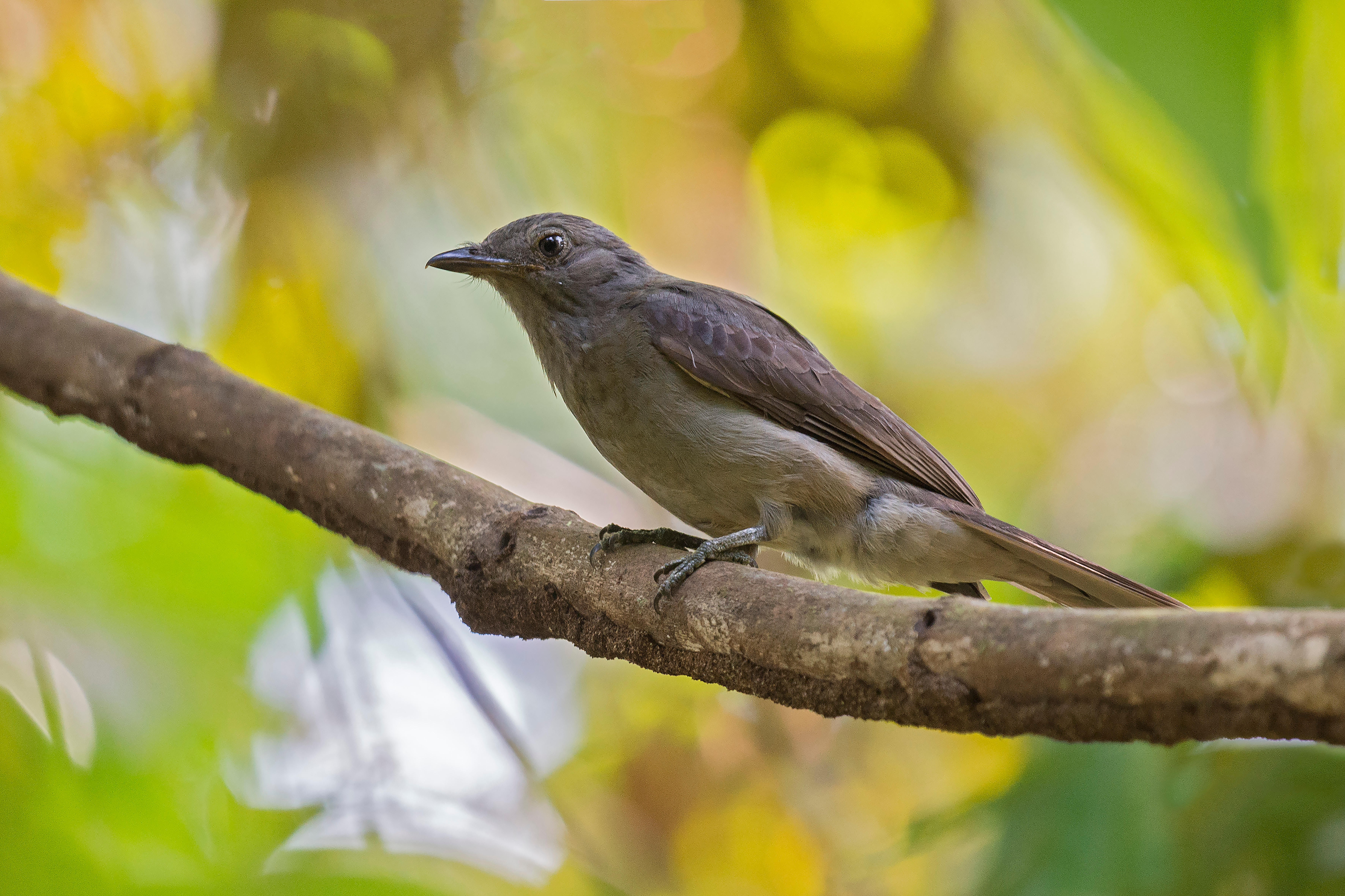 Screaming Piha (Lipaugus vociferans) — the world&#039;s loudest bird?