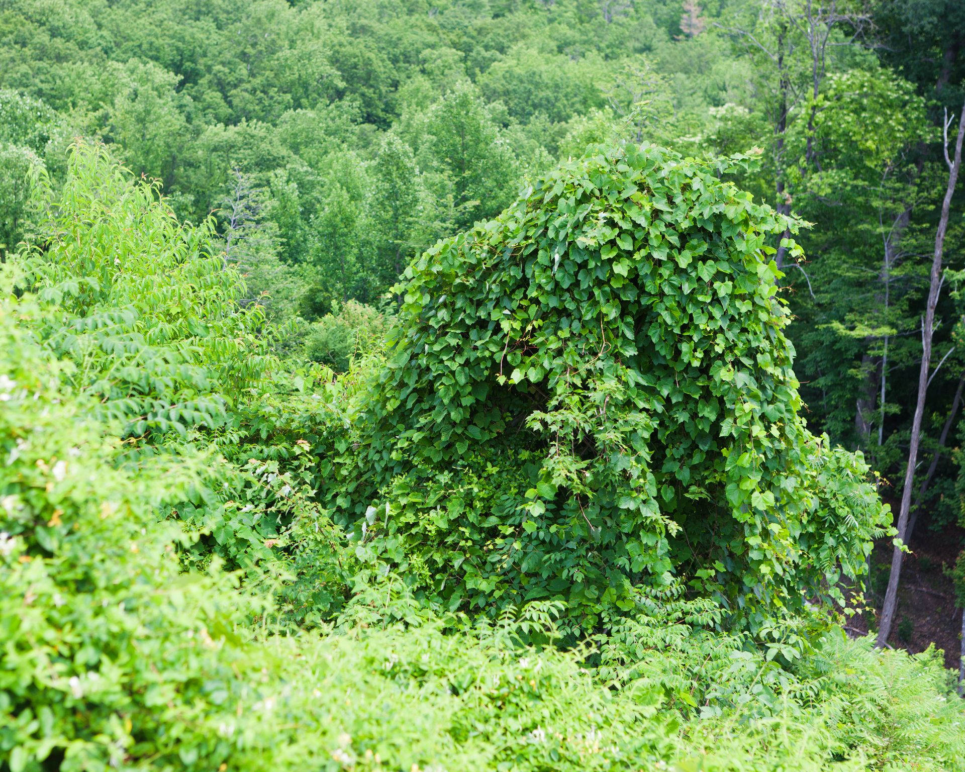 Kudzu covering large structure