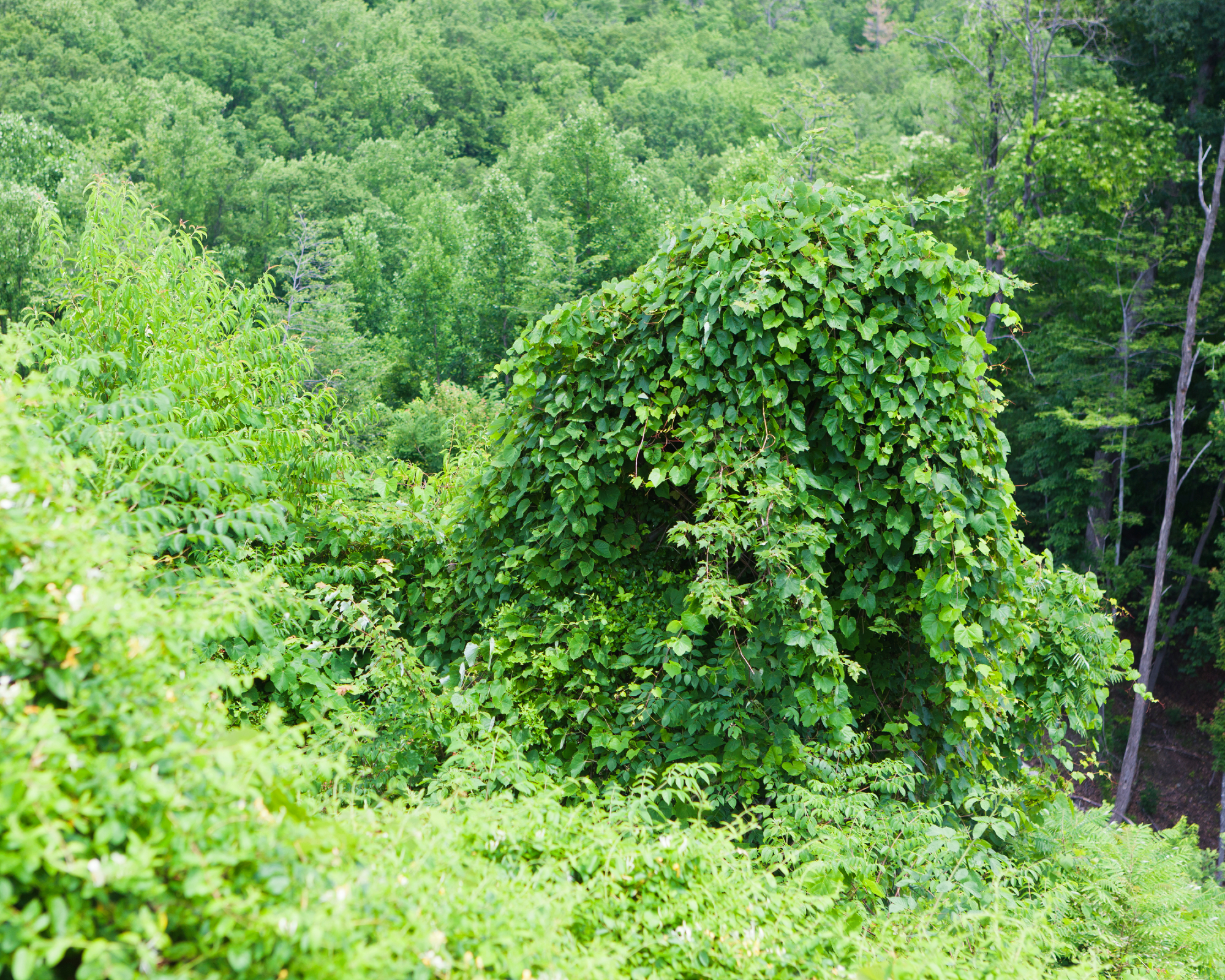 Kudzu covering large structure