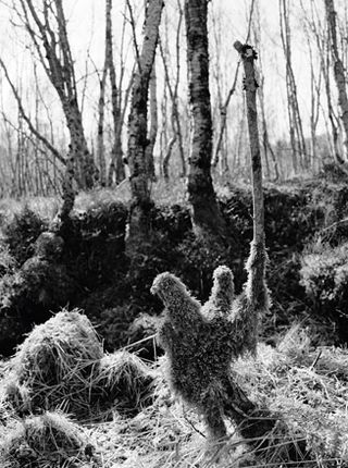 ﻿’Holsvatnet birch forest I’ by Stuart Franklin, 2010. A forest floor.