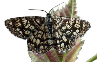 guide to identifying british moths