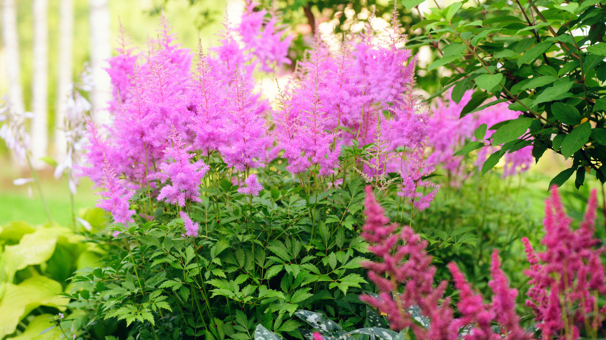 astilbe, lungwort, hostas in shade garden