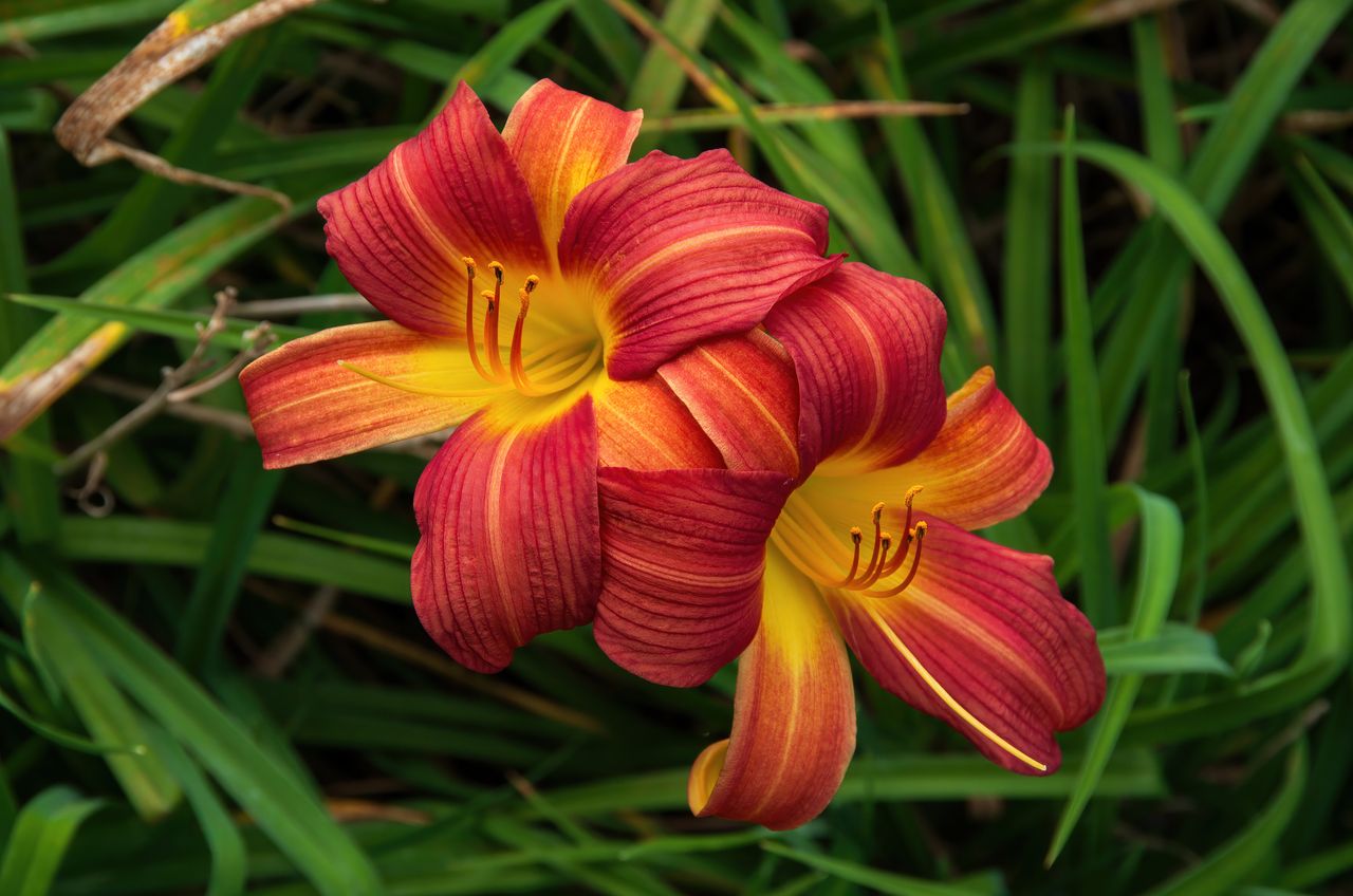 Daylily (Hemerocallis) in bloom in a garden