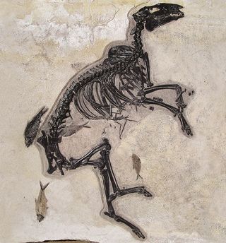 This is the most complete skeleton of a so-called dawn horse ever discovered. This specimen of Protorohippus venticolus was much more diminutive than today's horses, standing less than two feet high at the shoulder, but its long back legs suggest it was a good jumper. Perhaps it was less skilled as a swimmer; researchers aren't sure how the horse ended up at the bottom of the middle of Fossil Lake but they suspect it drowned, possibly trying to escape a predator.