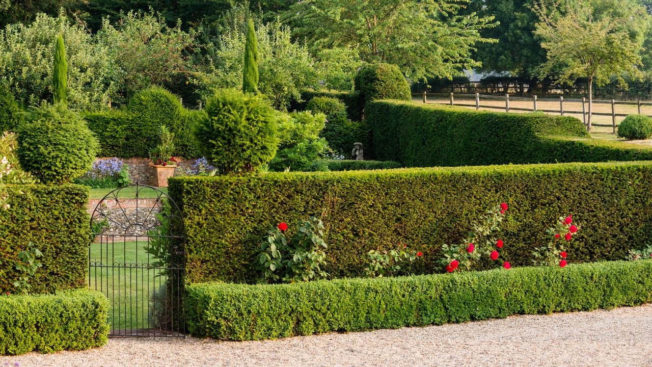 garden hedges