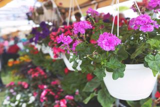hanging baskets are one of our budget garden ideas