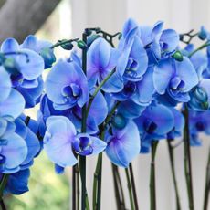 Several blue orchids