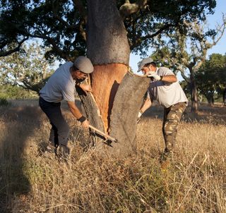 a cork tree being harvested for insulation