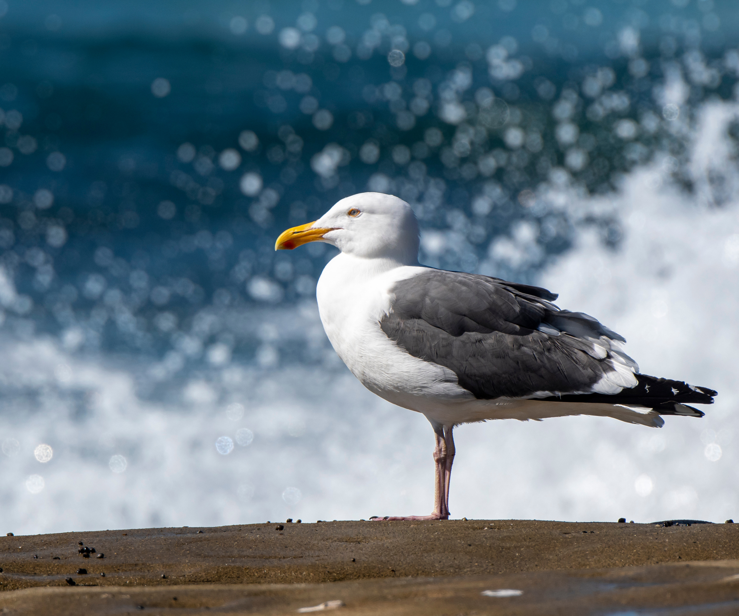 The state birds of the USA