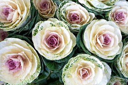 Ornamental Cabbage Plants