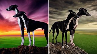 A side by side compilation of two AI generated images created by Bing Image Creators. Both images show two black and white greyhounds facing outwards off a cliff over a wide, green plain. In the left image the skies are orange and purple, in the right image the skies are overcast and moody.