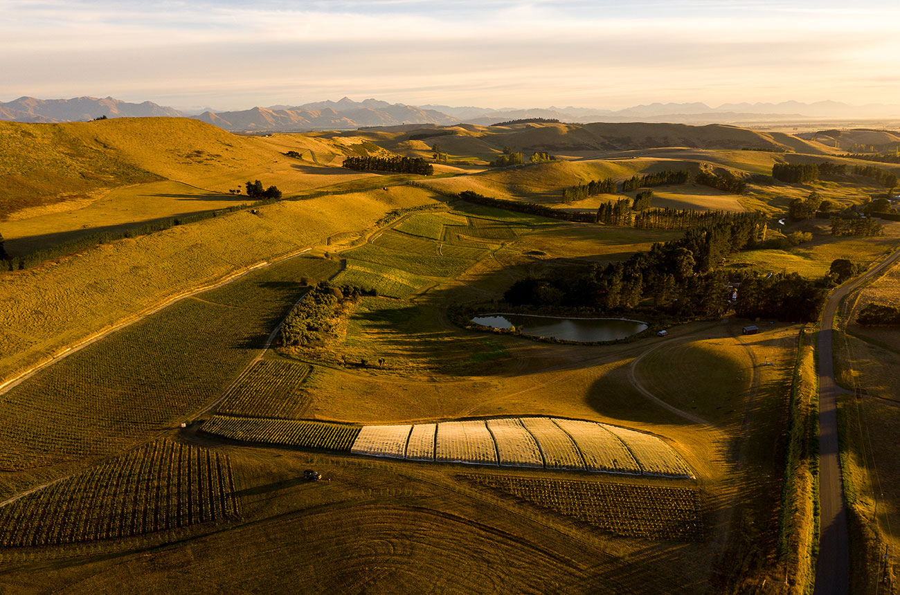 Pyramid Valley vineyards in New Zealand