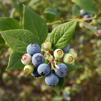 A close-up of blueberries growing on a bush