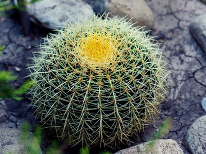 Fish Hook Barrel Cactus 