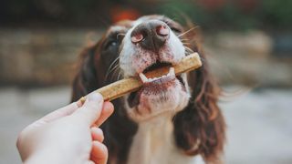 Dog eating treat