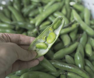 Fava beans in an open pod