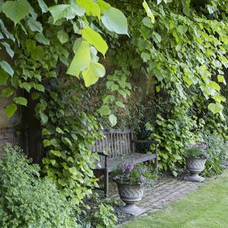 garden with evergreen bench