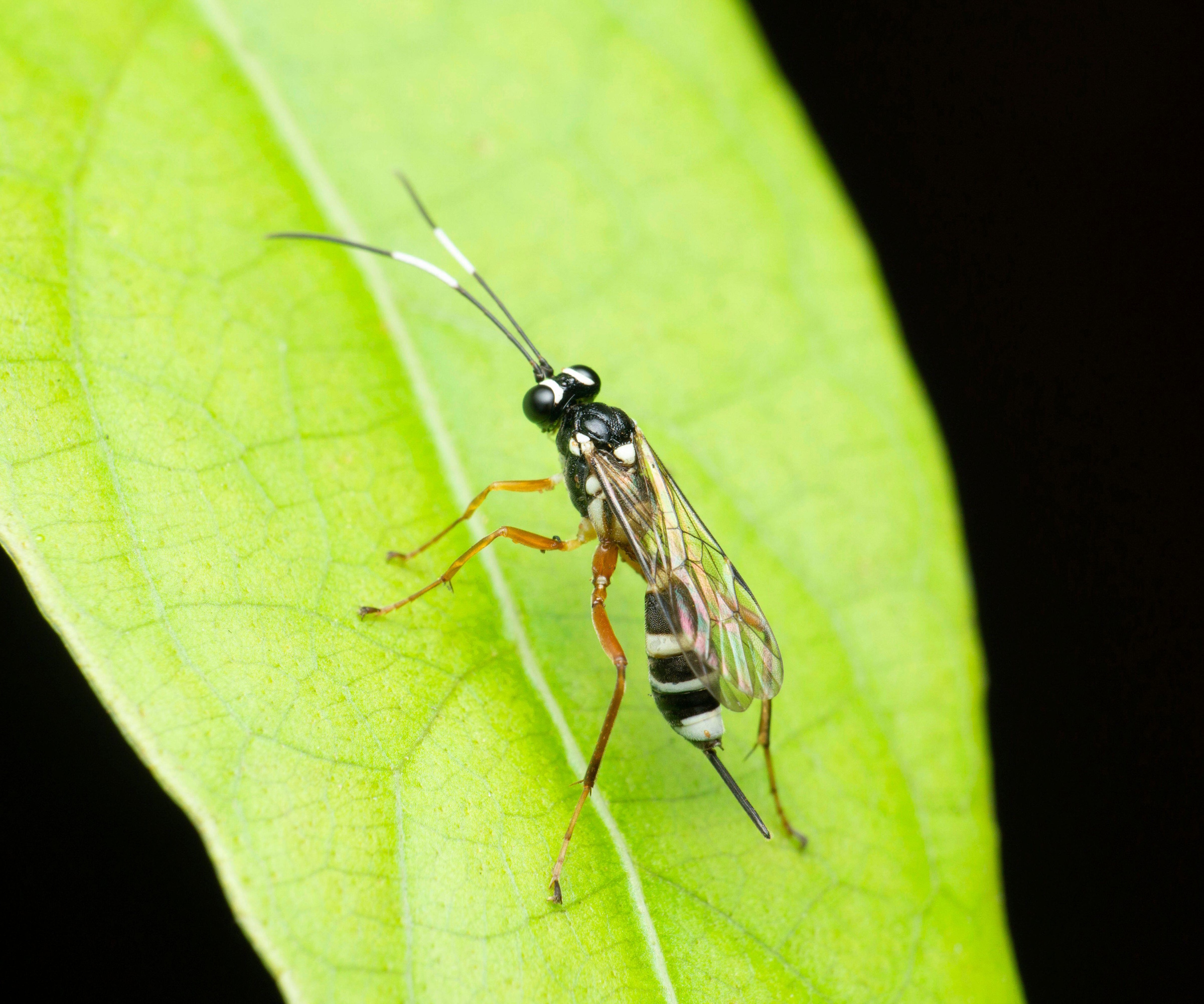 Parasitoid wasp